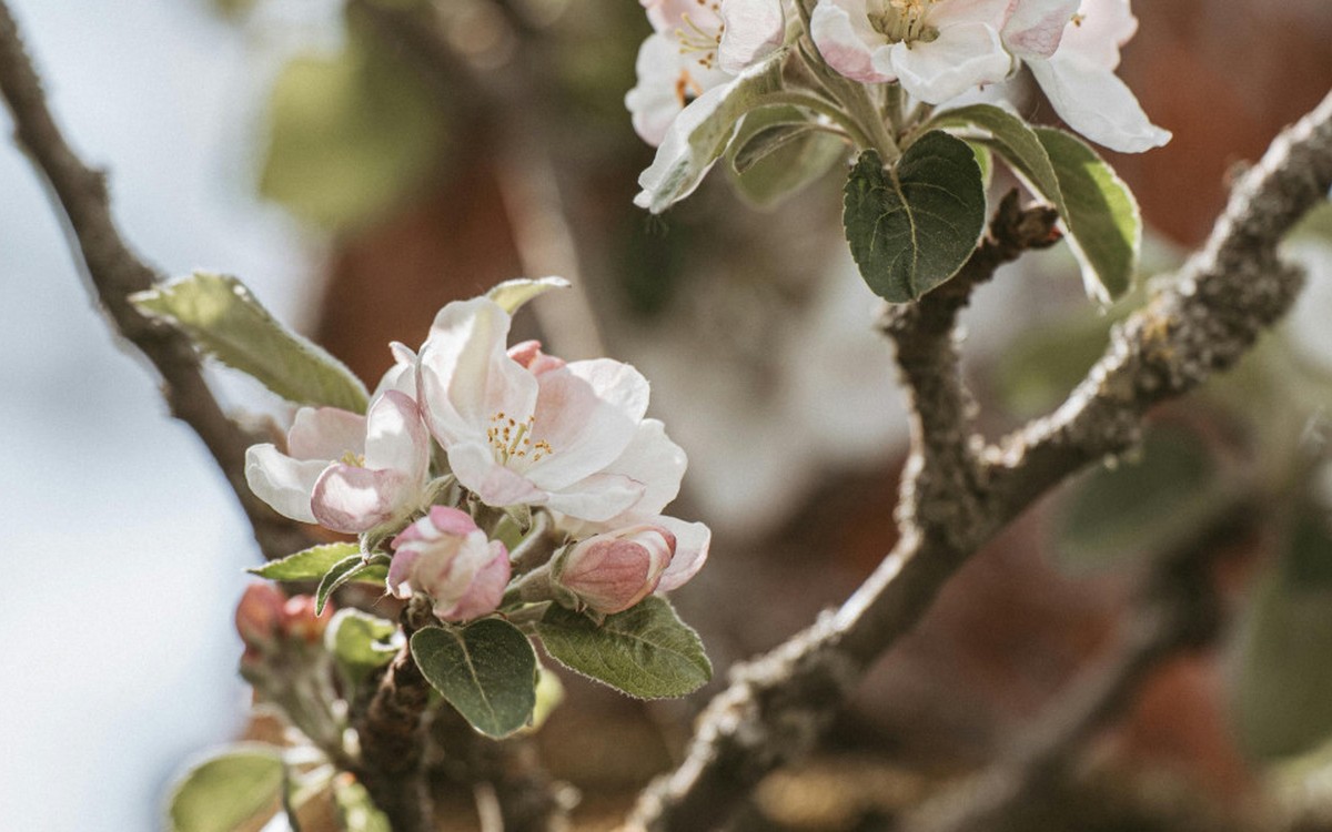 Äppelblütefest in Naurod: Verkehr wird von 8. Mai bis 11. Mai umgeleitet