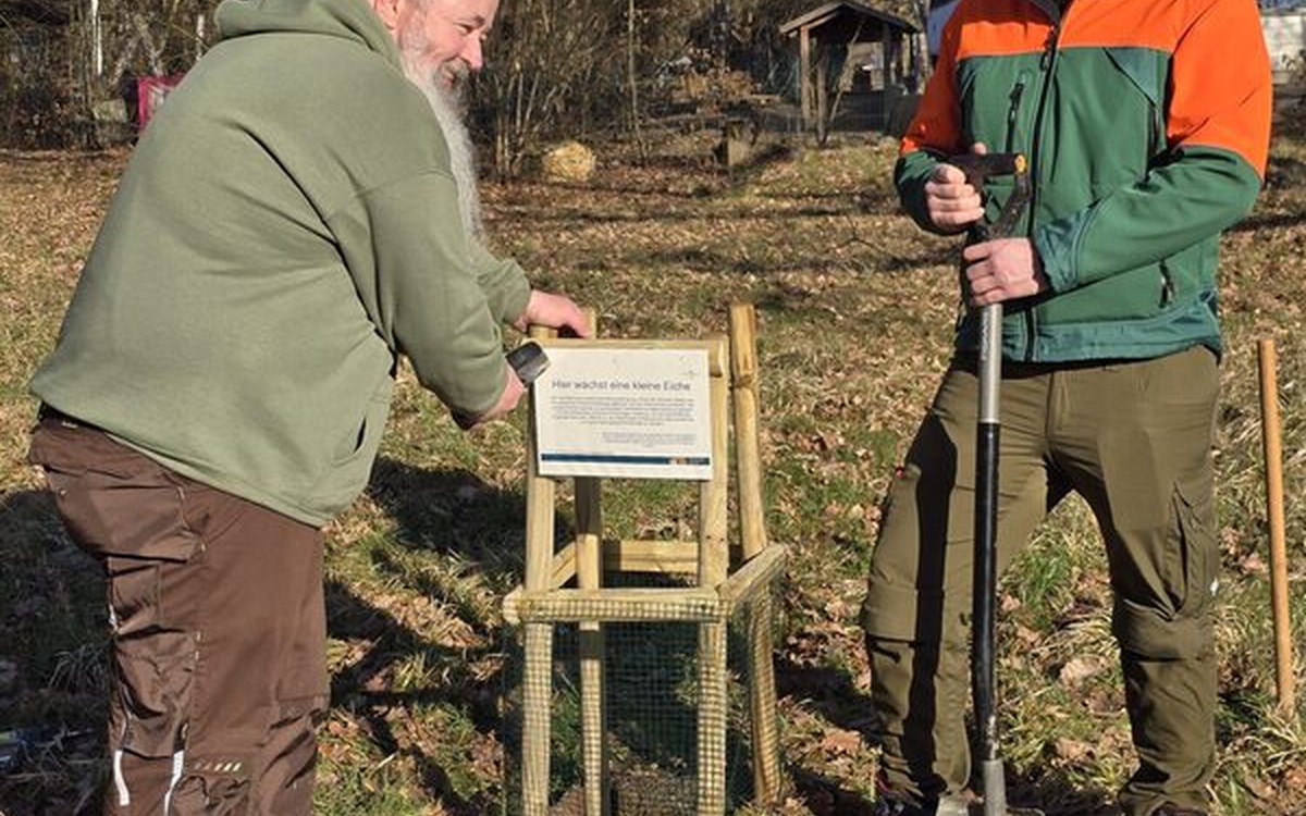 Umweltamt pflanzt junge Eichen zur Verjüngung des Naturdenkmals Unter den Eichen